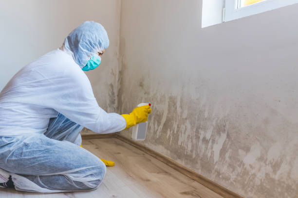 Licensed Mold Remediation service in Nunn, CO - WQB Mold Removal