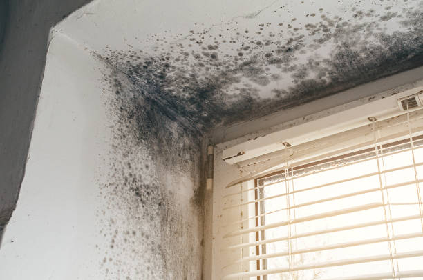Affordable Mold Remediation solutions in Nunn, CO